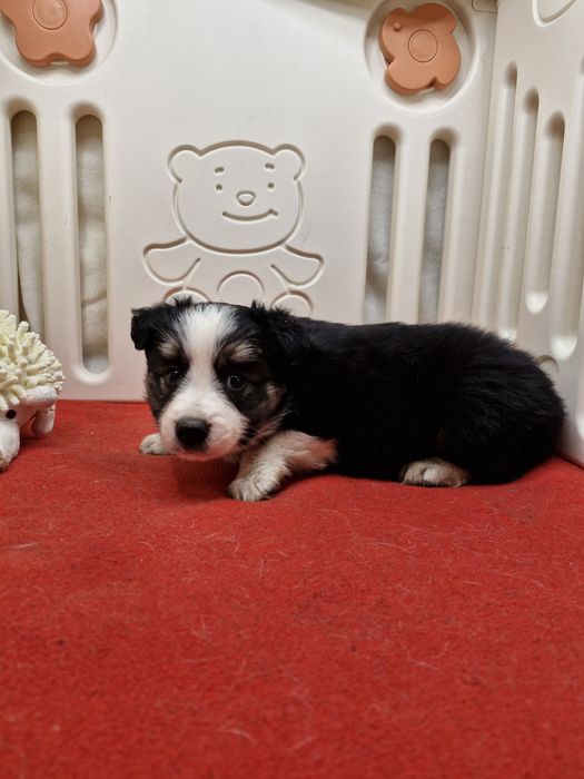 Border Collie suczka tri color