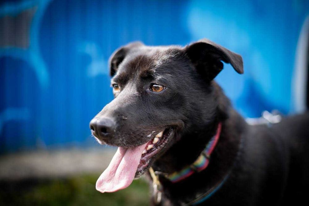 Piko został okrutnie potraktowany. Odmień jego los