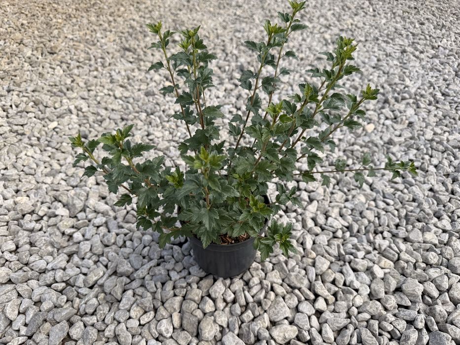 Porzeczka alpejska Schmidt  Doniczka C3  Wysokość 20-40 cm