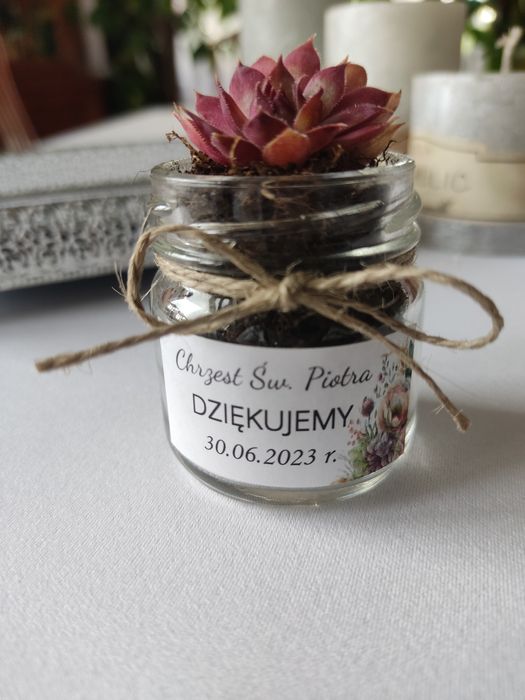 Podziękowanie na Chrzest sukulenty dla gości