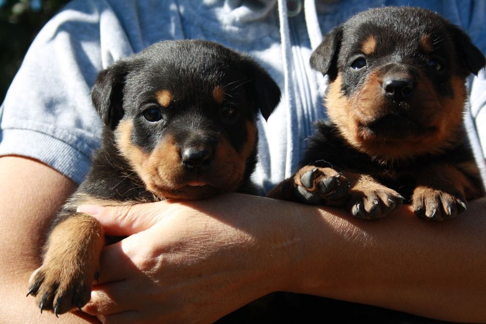 Ротвейлер-кабель вязка