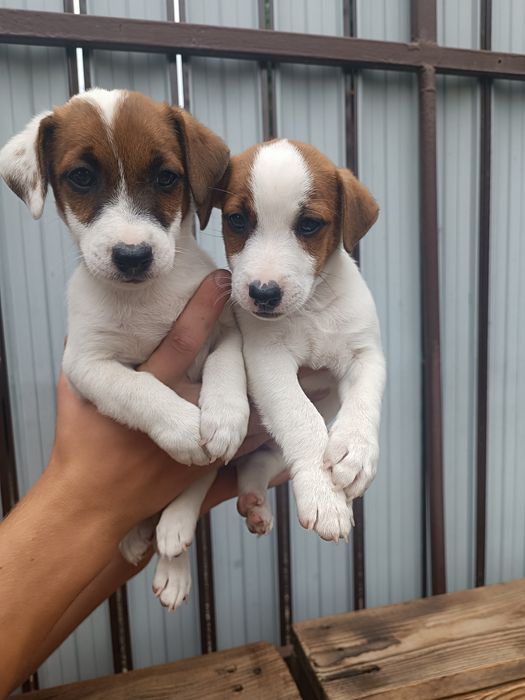 Одесски Джеки для Вас !