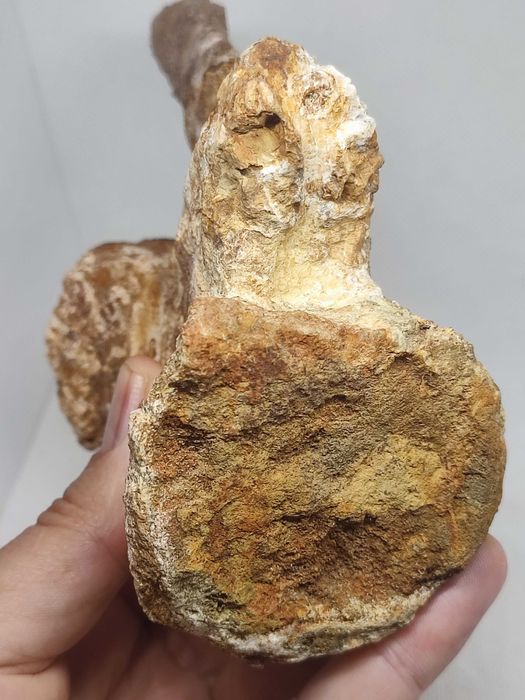 Fóssil vértebra caudal dinossauro