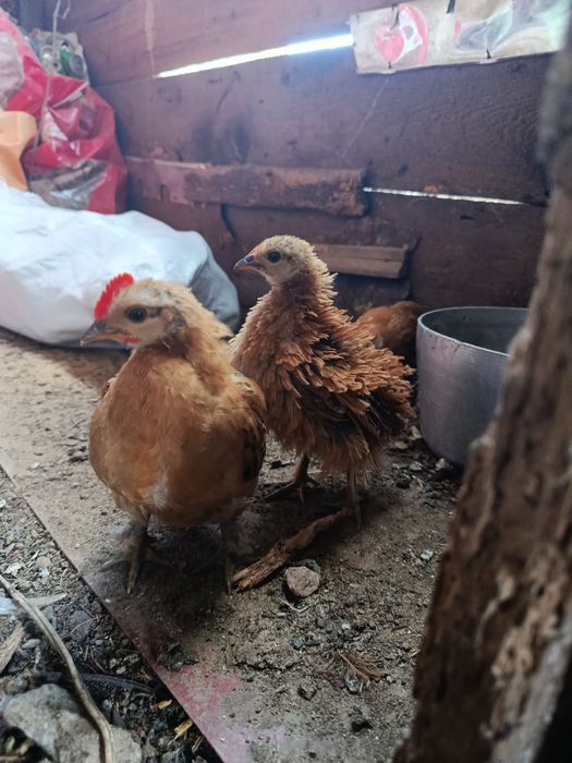 Продам яйцо инкубационное бентамка