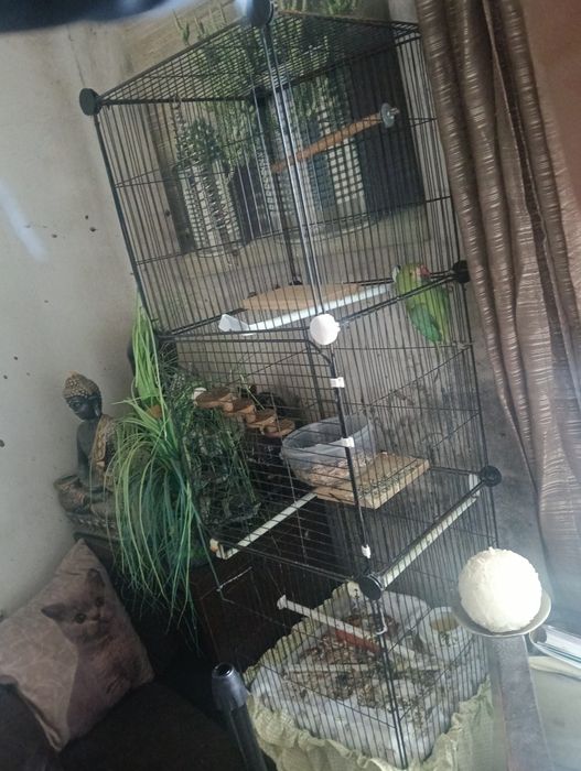 ring neck com gaiola