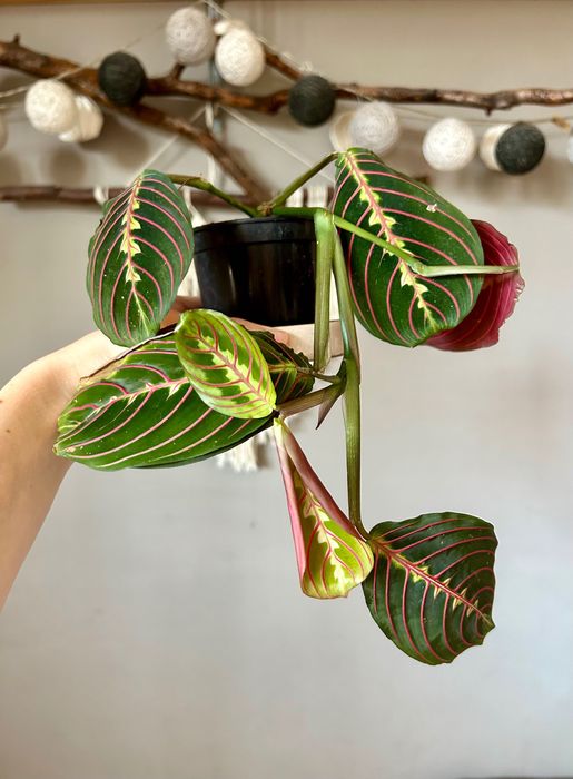 Maranta piękna i młoda