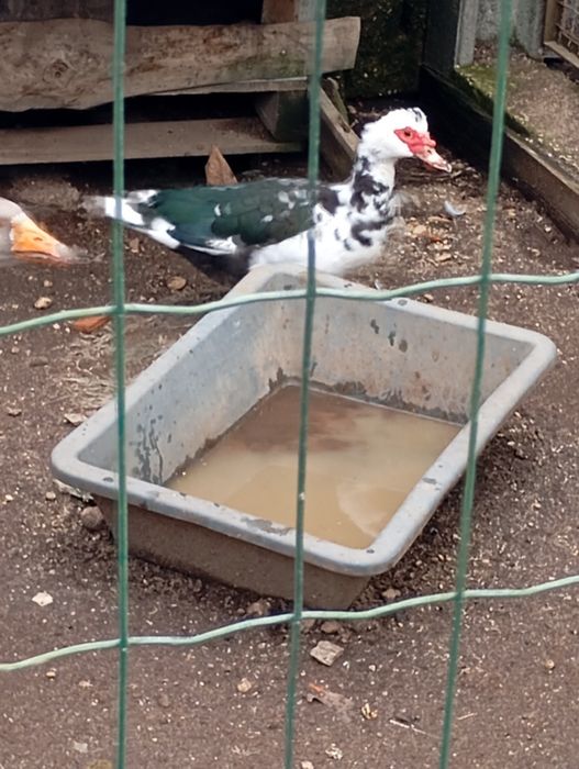 Tenho patos para vencer