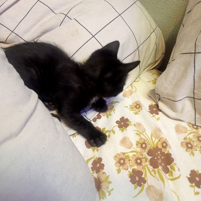 Gatinhos pretos para doar.