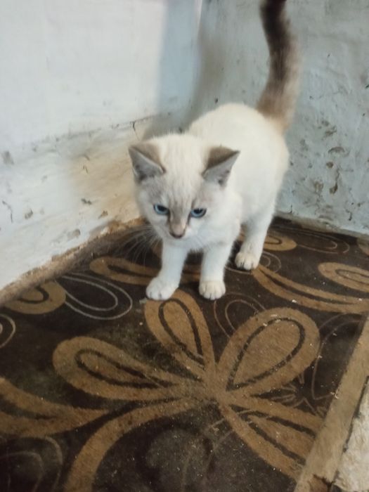 Котята сельской кошки