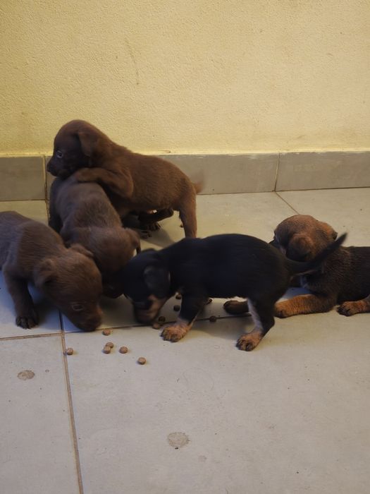 Cãezinhos para adoção responsável