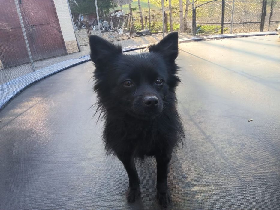 Suczka rasy szpic i szczeniaki