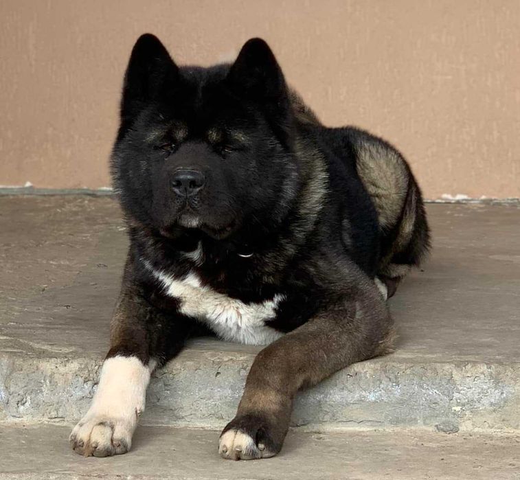 Американська Акіта ~ Американская Акита