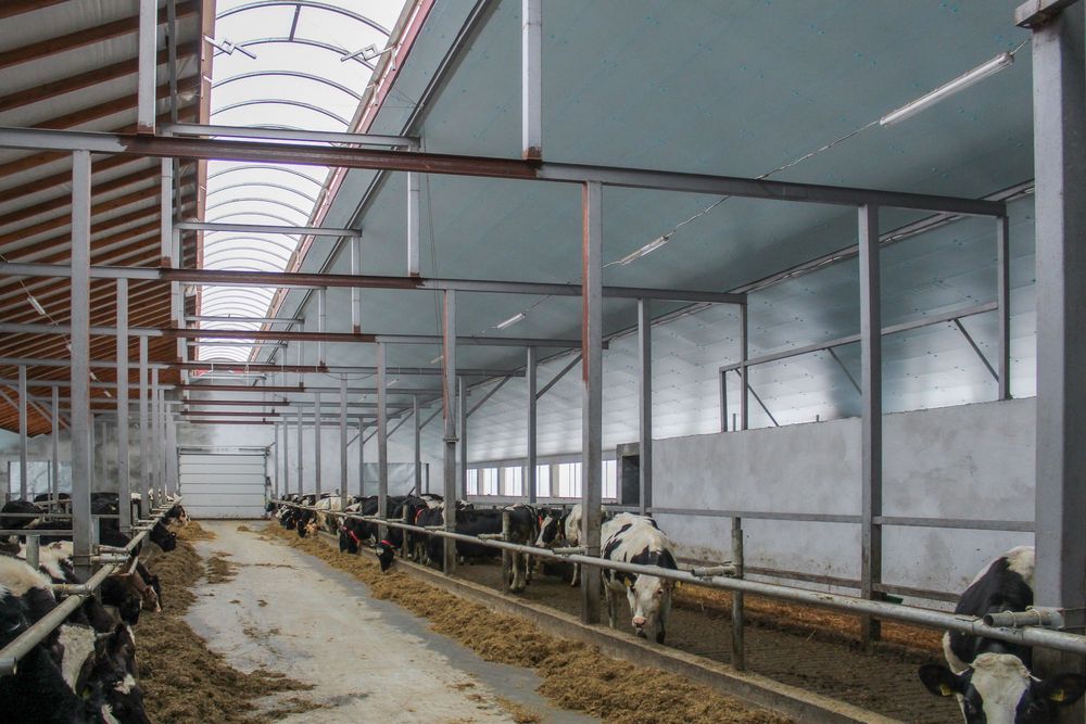 Płyty Styrodurowe XPS AGRO Podsufitka Thermo Ocieplenie Izolacja Dachu