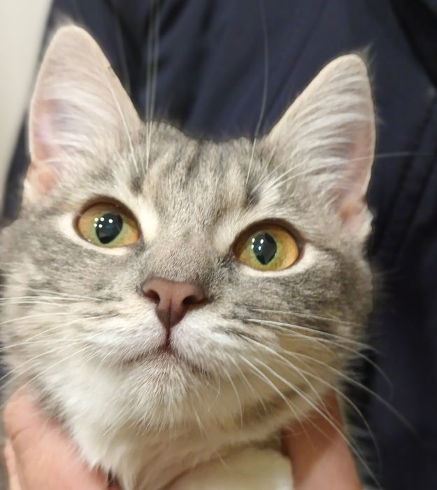 Кошеня Принцеса 5 міс стерильна