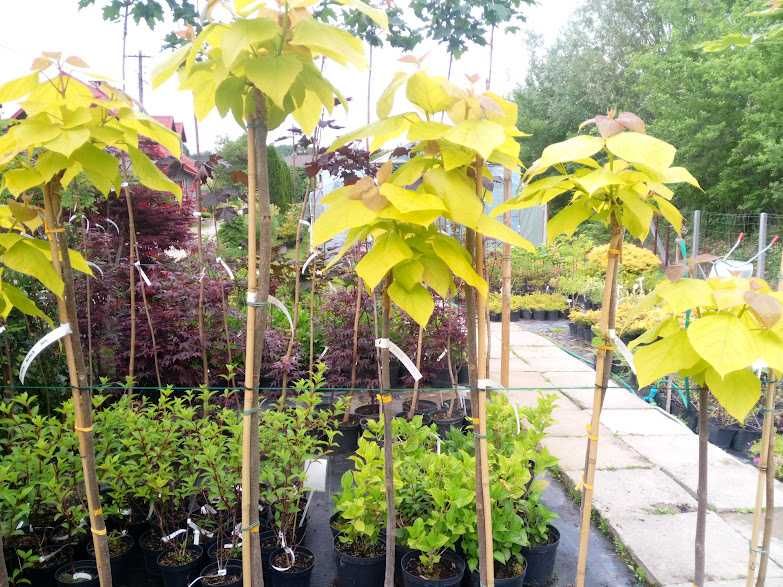 Katalpa Catalpa nana , aurea , wielkokwiatowa