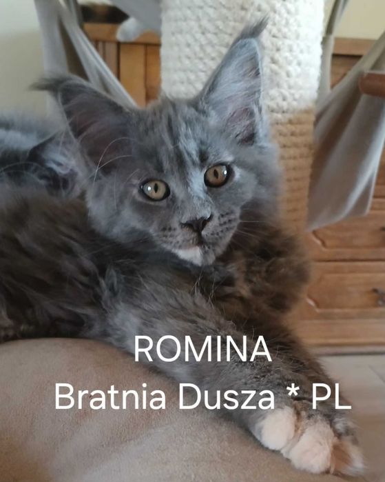 Maine Coon niebieska koteczka