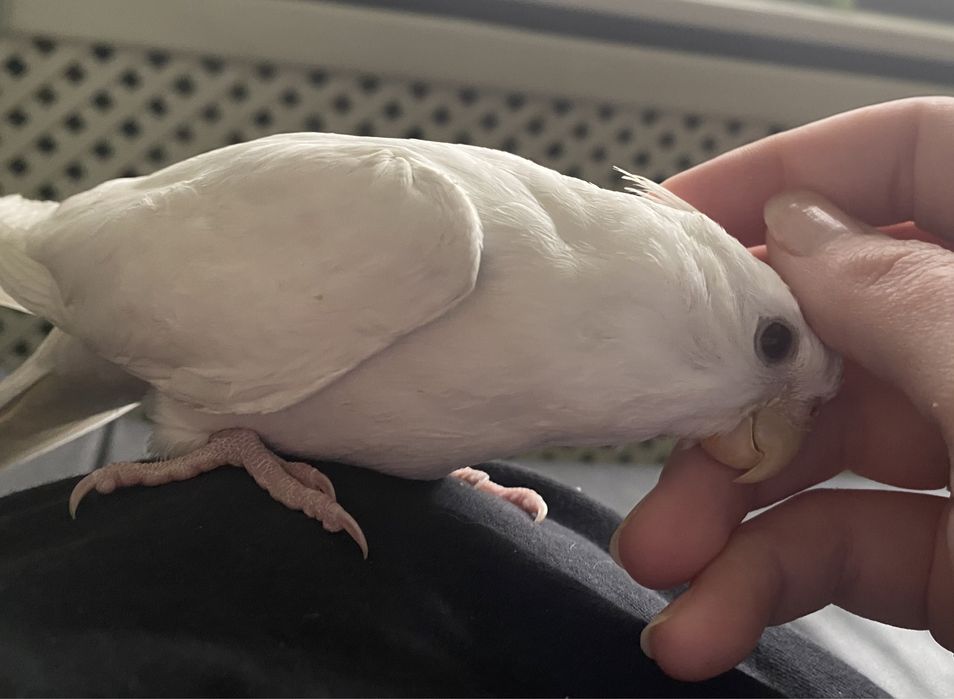 Papugi nimfy, ręcznie karmione, super oswojone