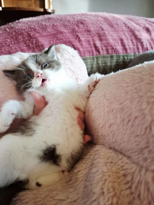 Kot Brytyjski  kocurek