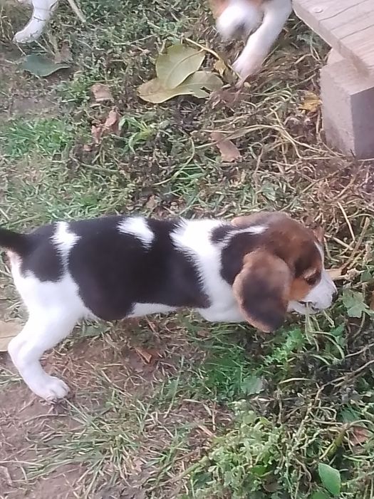 Śliczny piesek- Beagle