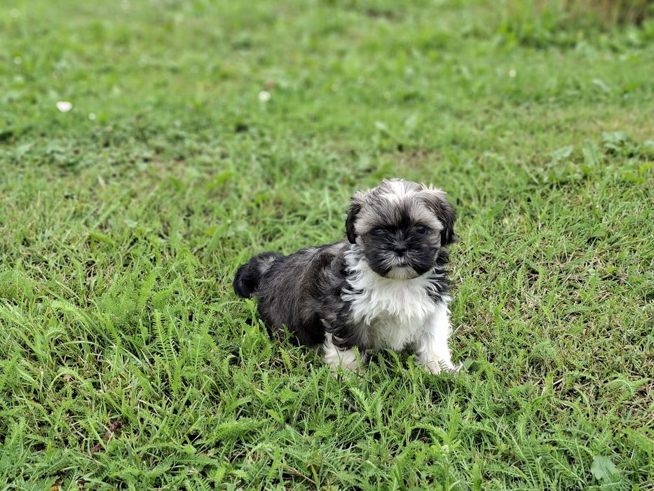 Shih-tzu suczka śliczna
