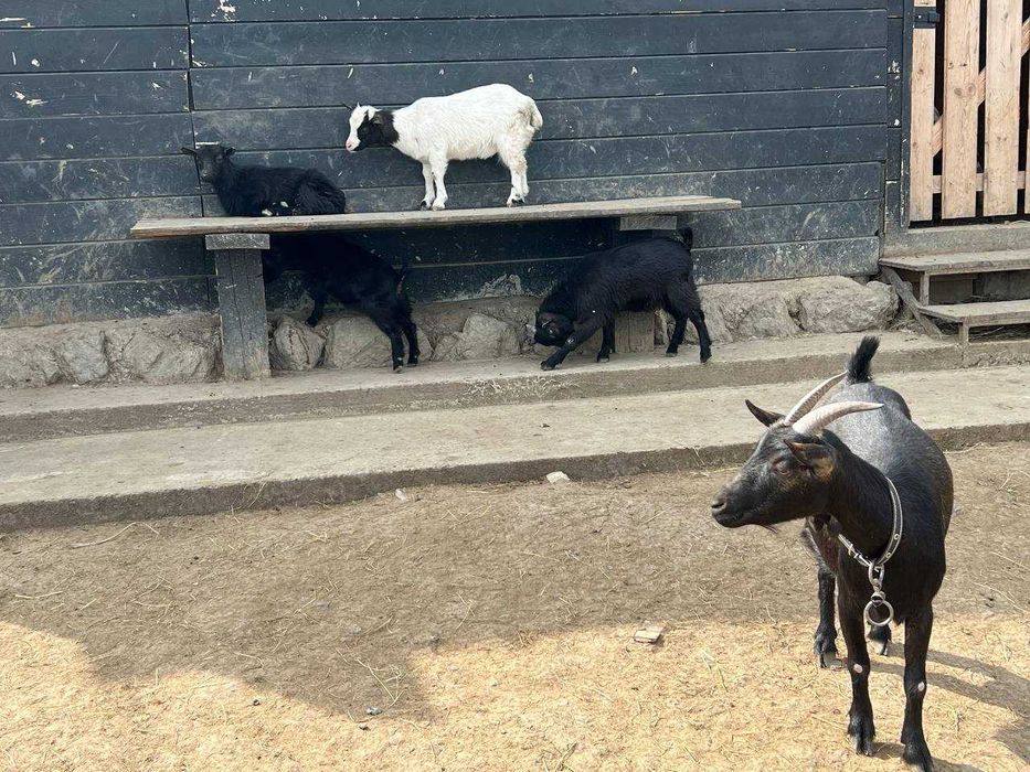 Камерунские, Тюренские,  молочные козы.