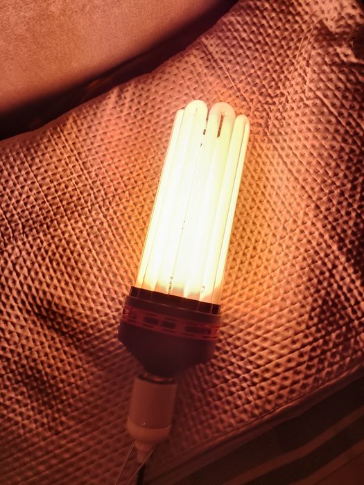 Żarówka CFL 300W na kwitnienie