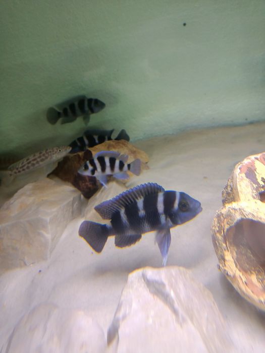 Neolamprologus tretocephalus tanganika