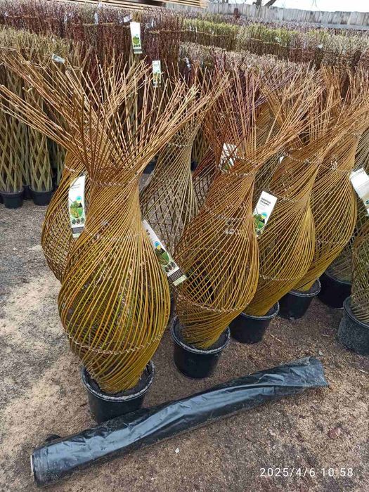 Іва,івовий прут,лоза для декоративно плетіння,вербовий прут