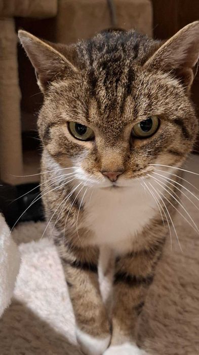 Przemiła Fifi szuka domu