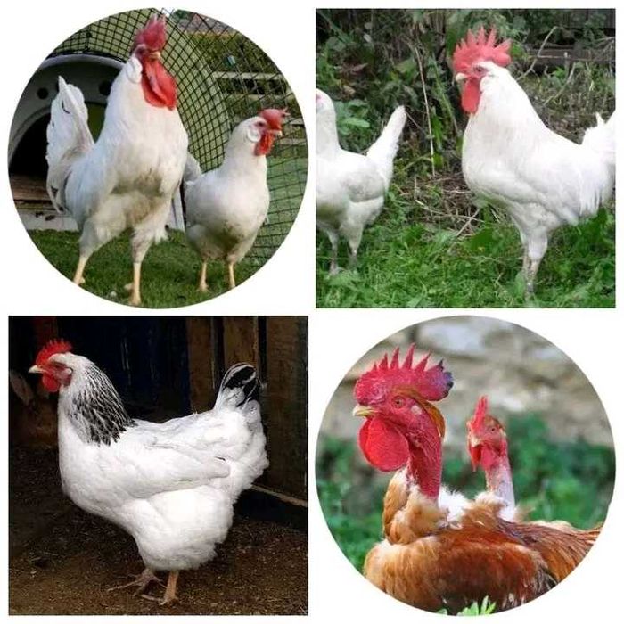 Інкубаційне яйце бройлер. Оптом і в роздріб