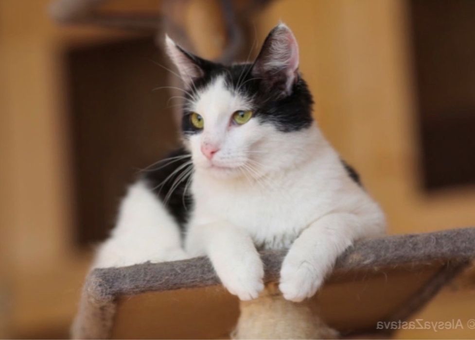 Дикси, 9 мес, котенок в хорошие руки