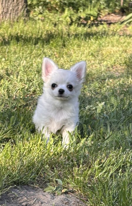 Chihuahua długowłosa suczka FCI