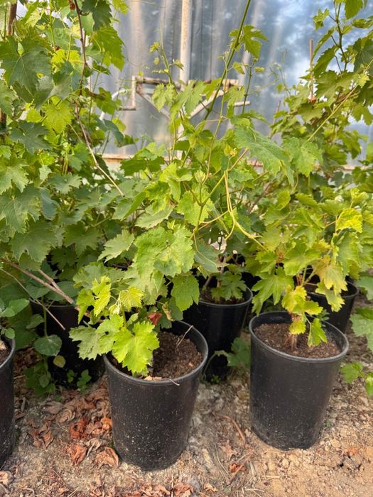 Саджанці винограду