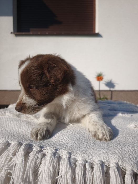 BORDER collie, border, border hill, Ramos, Brązowo biały, pies