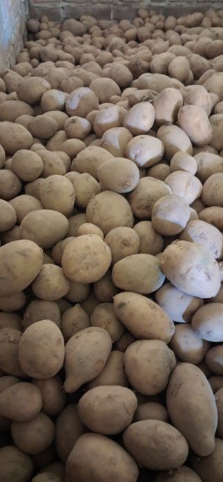 Ziemniaki jadalne tajfun (żółte)