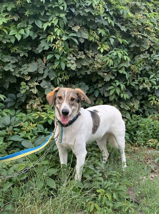 Прекрасная, крупная собачка Сильва