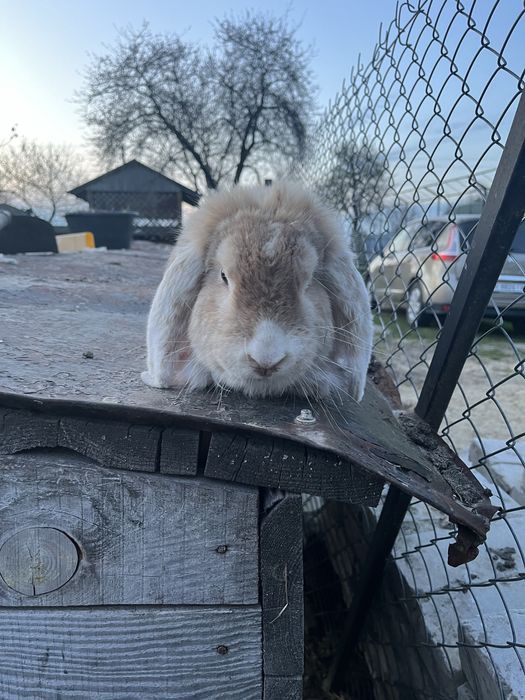 Французький Баран