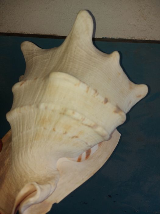 Ракушка для аквариума