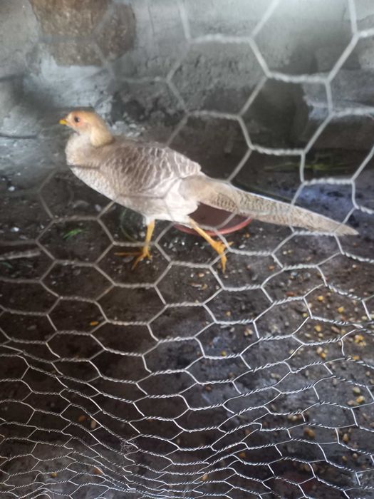 Vendo Faisões gigi