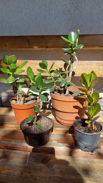 Грошове дерево любе за 100 грн