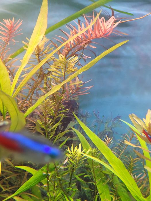 Rotala- sprzedam