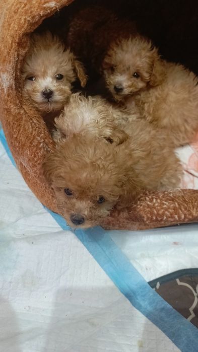 Шикарний тікап хлопчик той пуділя