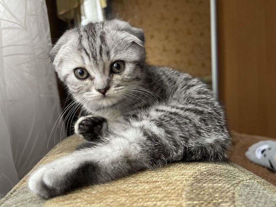 Шотландский вислоухий кот ( Вязка)
