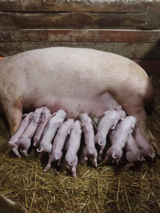 Продаю малих поросят,трьох породка,доставка