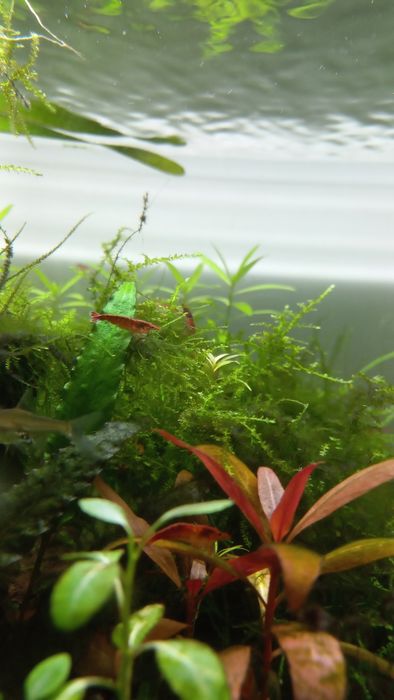 Krewetki Red Cherry
