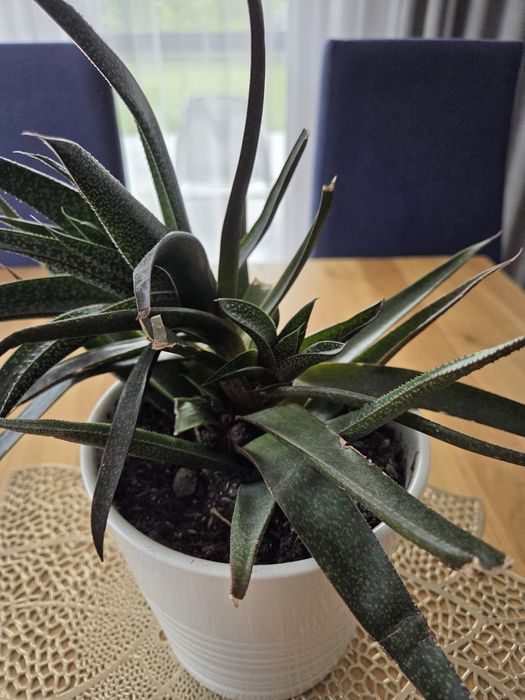 2Gasteria sukulent