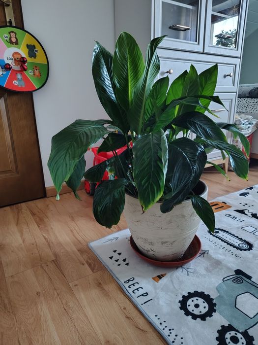 Skrzydło kwiat wysokość ok.80 cm