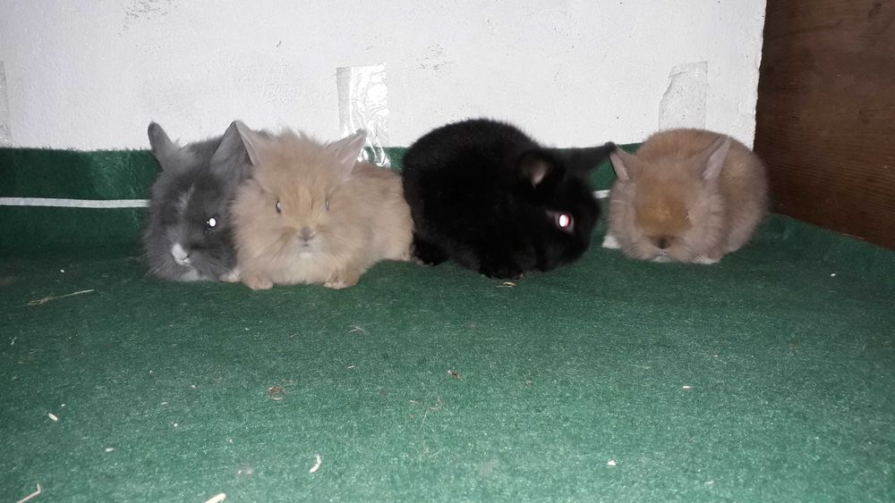 Декоративні карликові кролики