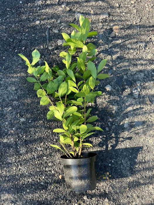 Laurowiśnia Novita do 100cm Trans Gratis Oborniki