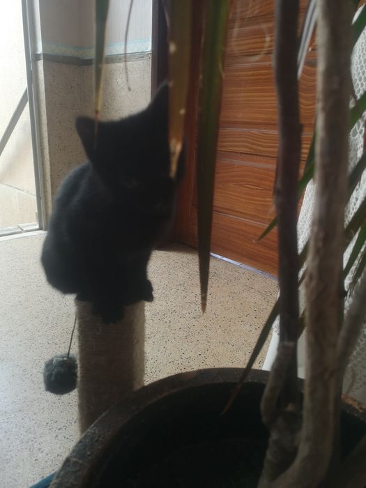 Bebé Gatinha para adopção